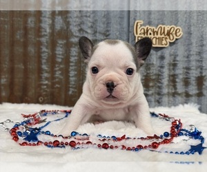 French Bulldog Puppy for sale in ALBERT CITY, IA, USA