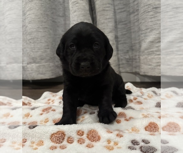 Medium Photo #2 Labrador Retriever Puppy For Sale in BILLINGS, MT, USA