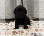 Small #1 Labrador Retriever