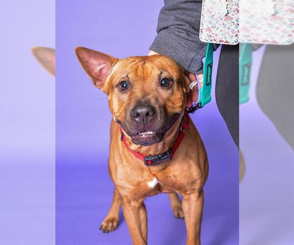 Medium Photo #2 American Staffordshire Terrier-Rhodesian Ridgeback Mix Puppy For Sale in Fort Lauderdale, FL, USA