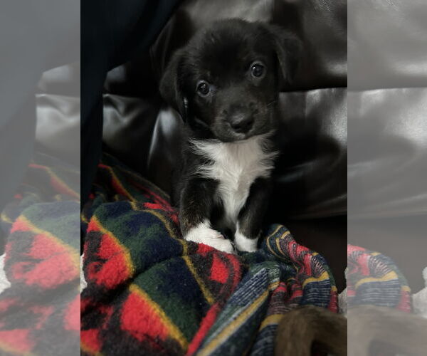Medium Photo #3 Toy Rat Doxie Puppy For Sale in Holly Springs, NC, USA