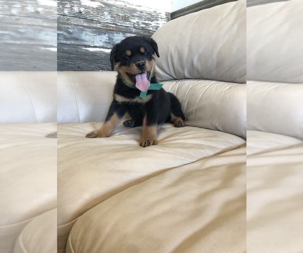 Medium Photo #7 Rottweiler Puppy For Sale in BRIGHTON, CO, USA