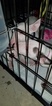 Small Photo #114 Bull Terrier Puppy For Sale in JACKSON, MI, USA