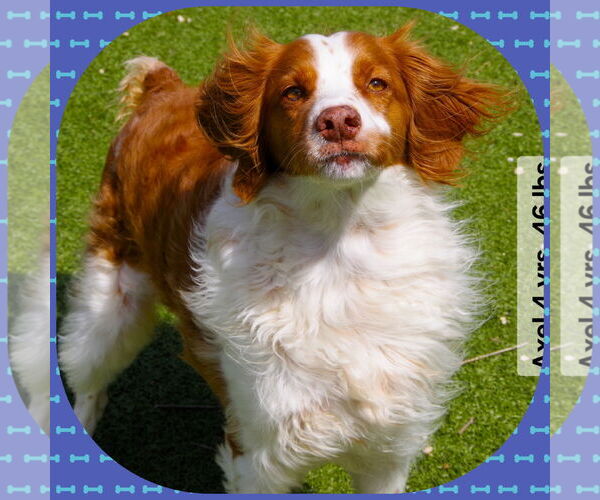 Medium Photo #3 Brittany Puppy For Sale in Curwensville, PA, USA