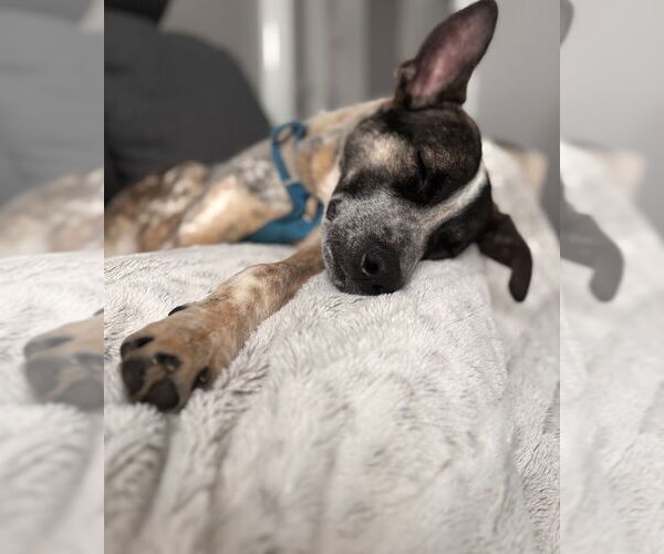 Medium Photo #3 Mutt Puppy For Sale in Garden City, NY, USA