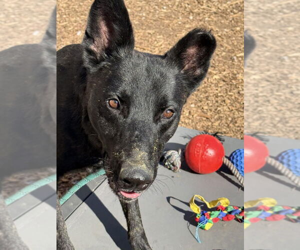 Medium Photo #4 Holland Shepherd-Unknown Mix Puppy For Sale in Imlay City, MI, USA