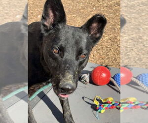 Inky - Located in VA - Male Holland Shepherd-Unknown Mix Dog for Adoption - Photo #4