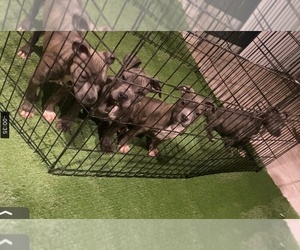 Alapaha Blue Blood Bulldog-American Bully Mix Puppy for sale in VICTORVILLE, CA, USA