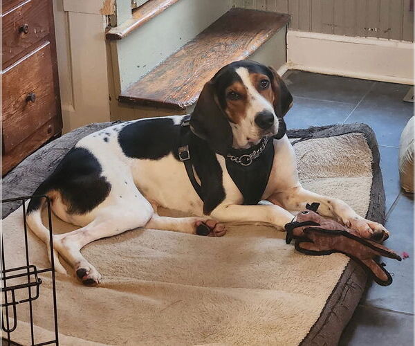 Medium Photo #2 Treeing Walker Coonhound-Unknown Mix Puppy For Sale in Sykesville, MD, USA