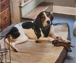 Small #1 Treeing Walker Coonhound Mix