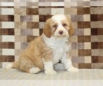 Small #3 Bernedoodle (Miniature)