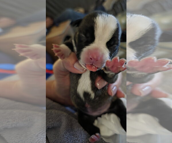 Medium Photo #9 Mutt Puppy For Sale in McKinney, TX, USA