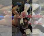 Small #8 Mutt