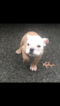 Small Photo #12 English Bulldog Puppy For Sale in STOUGHTON, MA, USA