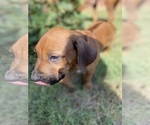 Small #17 Rhodesian Ridgeback