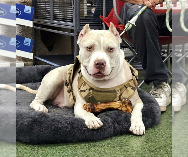 Medium Photo #7 American Staffordshire Terrier-Unknown Mix Puppy For Sale in Tampa, FL, USA
