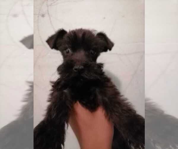 Medium Photo #6 Schnauzer (Miniature) Puppy For Sale in CORONA, CA, USA