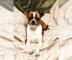 Chihuahua Puppy for sale in MOUNT AIRY, NC, USA