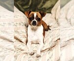 Small Chihuahua
