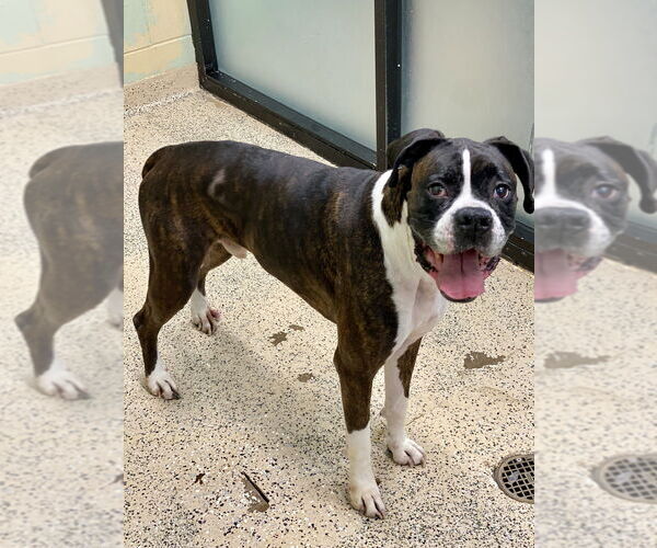 Medium Photo #2 Boxer Puppy For Sale in Austin, TX, USA