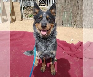 Australian Cattle Dog Dogs for adoption in Apple Valley, CA, USA