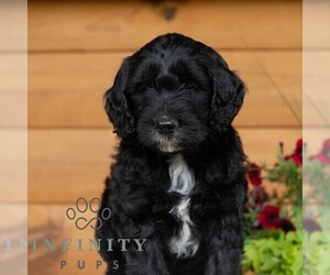 Goldendoodle Puppy for sale in ROARING SPRING, PA, USA