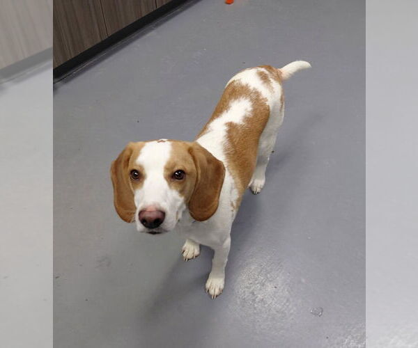 Medium Photo #2 Beagle Puppy For Sale in South Bend, IN, USA