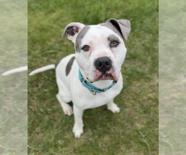 Medium Photo #1 Mutt Puppy For Sale in Bemidji, MN, USA