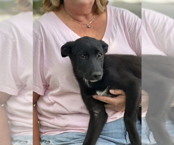 Medium Photo #4 Labrador Retriever-Unknown Mix Puppy For Sale in Dana Point, CA, USA