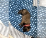 Small Photo #243 Belgian Malinois Puppy For Sale in REESEVILLE, WI, USA