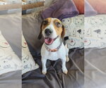 Small #4 Beagle