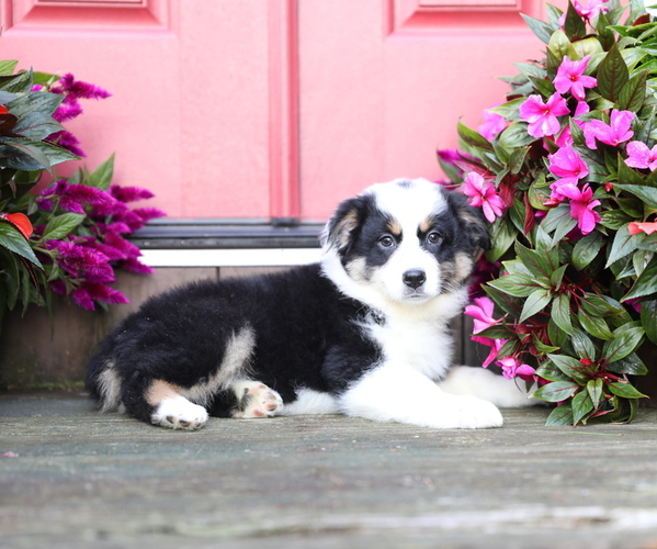 Medium Photo #8 Australian Shepherd Puppy For Sale in WESTFIELD, MA, USA