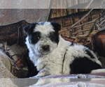 Puppy 6 Australian Cattle Dog-Border Collie Mix