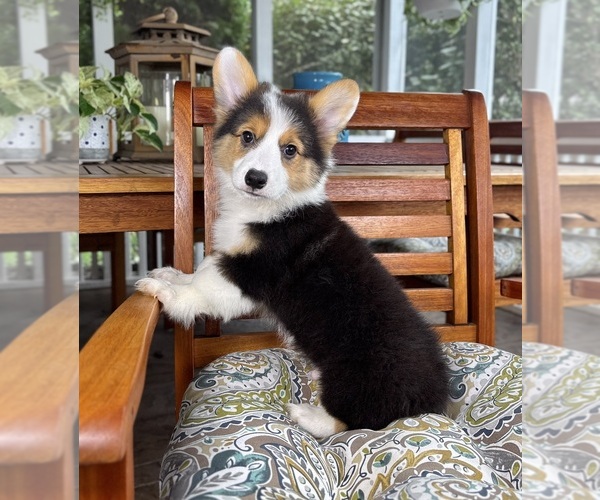 Medium Photo #2 Pembroke Welsh Corgi Puppy For Sale in NOBLESVILLE, IN, USA
