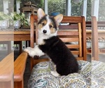 Brooks - Male Pembroke Welsh Corgi Puppy for Sale - Photo #2