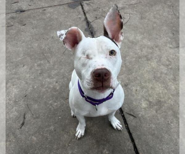 Medium Photo #1 Mutt Puppy For Sale in Martinez, CA, USA