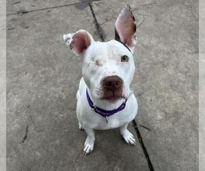 Mutt Dogs for adoption in Martinez, CA, USA