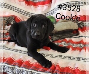Labrador Retriever Litter for sale in MERIDEN, KS, USA