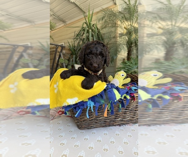 Medium Photo #4 Labradoodle Puppy For Sale in FRESNO, CA, USA