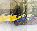 Small #3 Labradoodle