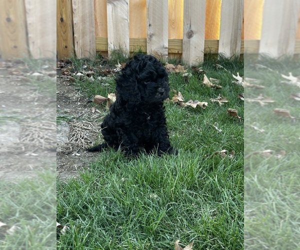 Medium Photo #1 Cockapoo (Miniature) Puppy For Sale in GREENTOWN, IN, USA