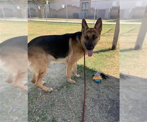 German Shepherd Dog Dogs for adoption in Corpus Christi, TX, USA