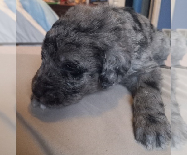 Medium Photo #13 Labradoodle Puppy For Sale in JEFFERSONTOWN, KY, USA
