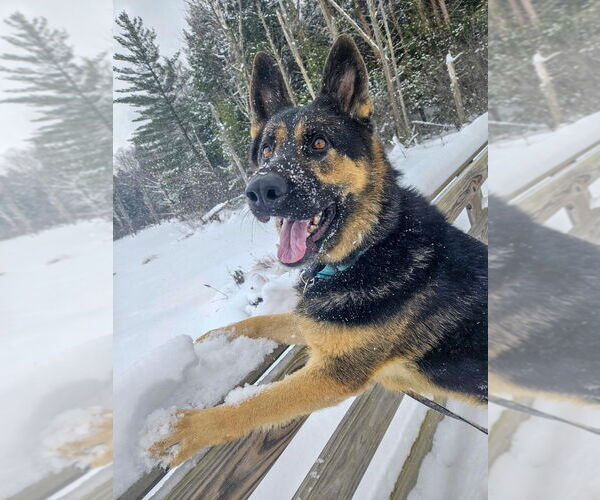 Medium Photo #5 German Shepherd Dog Puppy For Sale in Gloversville, NY, USA