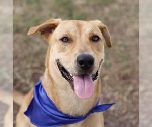 Golden Retriever-Unknown Mix Dogs for adoption in San Antonio, TX, USA