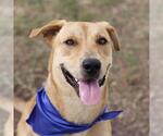 Small Golden Retriever Mix