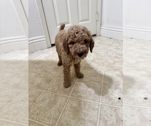Goldendoodle Puppy for sale in FONTANA, CA, USA