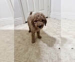 Small Goldendoodle