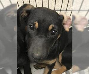 Doberman Pinscher-Unknown Mix Dogs for adoption in Conroe, TX, USA