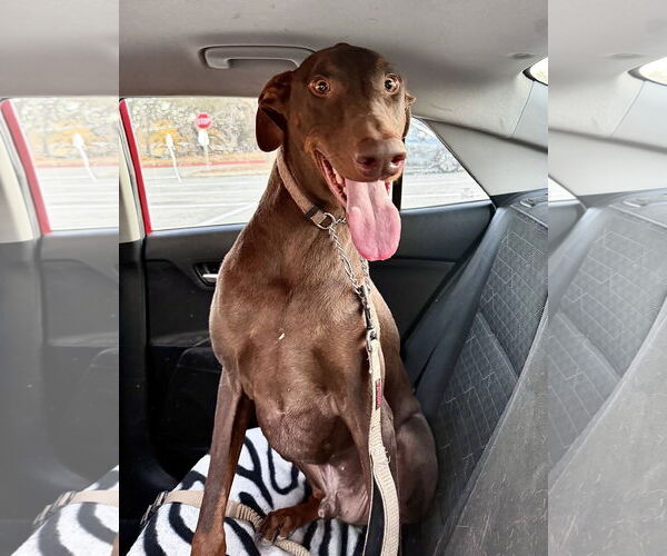 Medium Photo #4 Doberman Pinscher Puppy For Sale in Devine, TX, USA